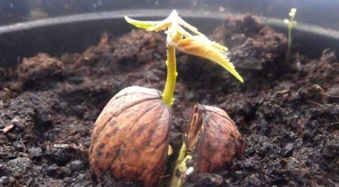 Як виростити волоський горіх – з горіха