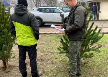 У Миколаєві виявлено незаконний продаж різдвяних ялинок