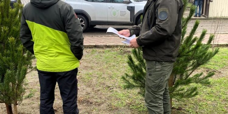 У Миколаєві виявлено незаконний продаж різдвяних ялинок