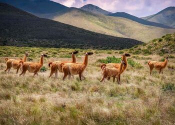 Альпаки та лами допоможуть лікувати хворобу Альцгеймера