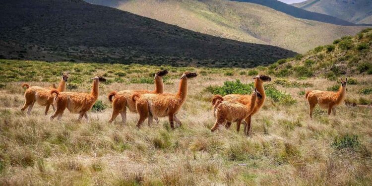 Альпаки та лами допоможуть лікувати хворобу Альцгеймера