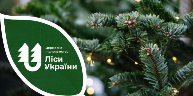 На Миколаївщині виявлено три порушника, які незаконно рубали різдвяні ялинки