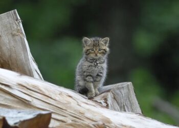 У Женеві диких кішок переплутали з домашніми, «врятували», але потім відпустили