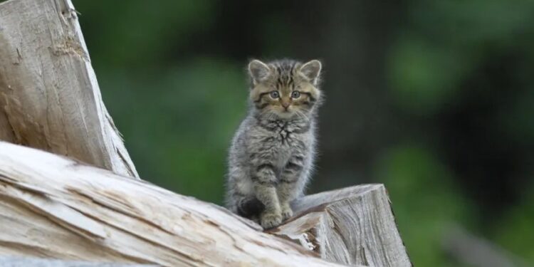 У Женеві диких кішок переплутали з домашніми, «врятували», але потім відпустили
