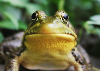 Мешканцю Австрії виписали штраф у 30 тис.євро за надто гучне квакання жаб у його ставку