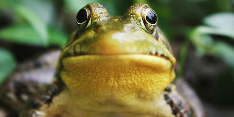 Мешканцю Австрії виписали штраф у 30 тис.євро за надто гучне квакання жаб у його ставку