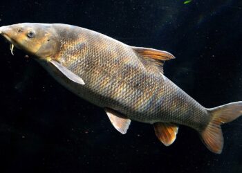 Зникаючий вид – у Південному Бузі живе марена дніпровська