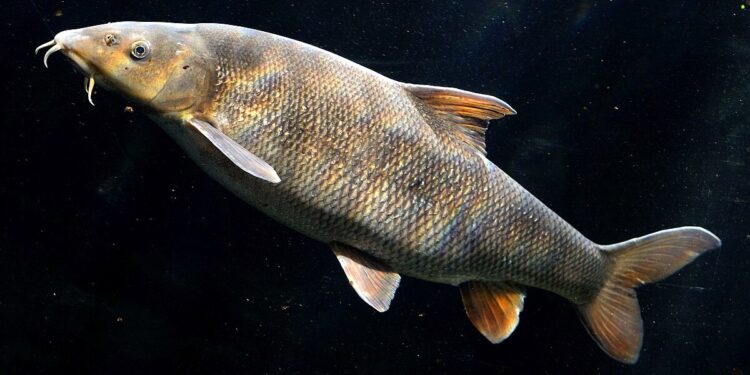 Зникаючий вид – у Південному Бузі живе марена дніпровська