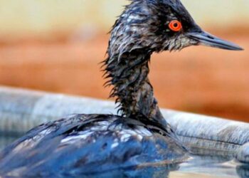 Може знадобитися. Науковець з Одещини розповів, як правильно рятувати птахів від забруднення олією