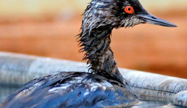 Може знадобитися. Науковець з Одещини розповів, як правильно рятувати птахів від забруднення олією