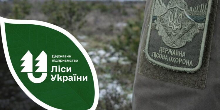 Половина виявлених у грудні порушників, які незаконно рубали новорічні сосни в лісах, – на Миколаївщині