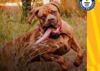 Собака з найдовшим язиком не облизує господарів, і 20 см в пащу не поміщається (ФОТО, ВІДЕО)