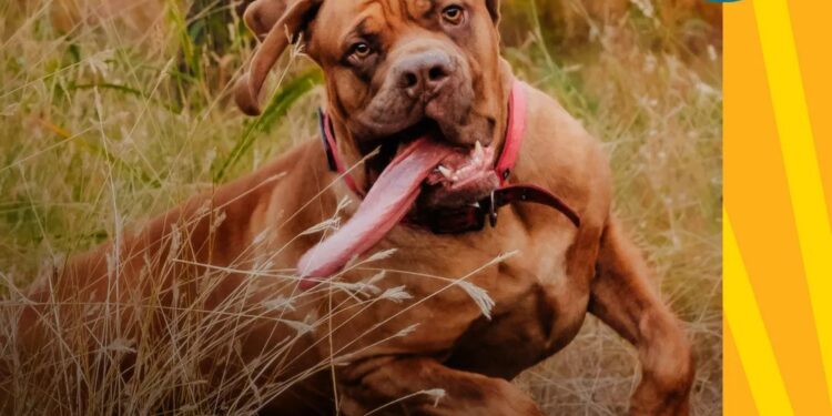 Собака з найдовшим язиком не облизує господарів, і 20 см в пащу не поміщається (ФОТО, ВІДЕО)