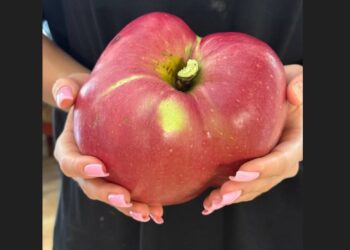 В Україні виростили яблуко-гігант – 1 кг 280 г (ФОТО)