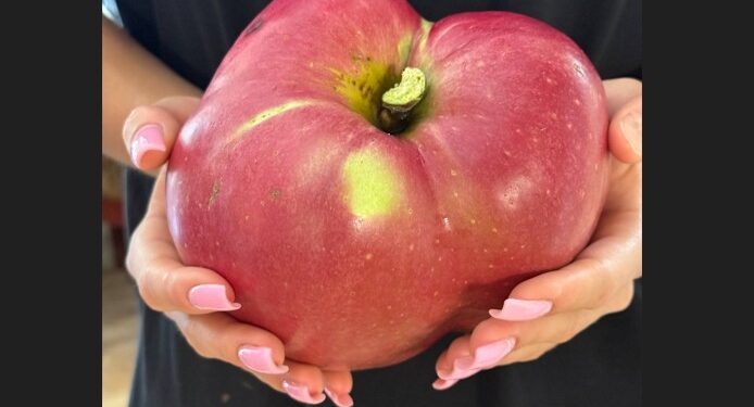 В Україні виростили яблуко-гігант – 1 кг 280 г (ФОТО)