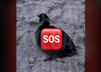 В Одесі на морському березі виявили плями чи то нафти, чи то олії, море викидає ще живих птахів (ВІДЕО)