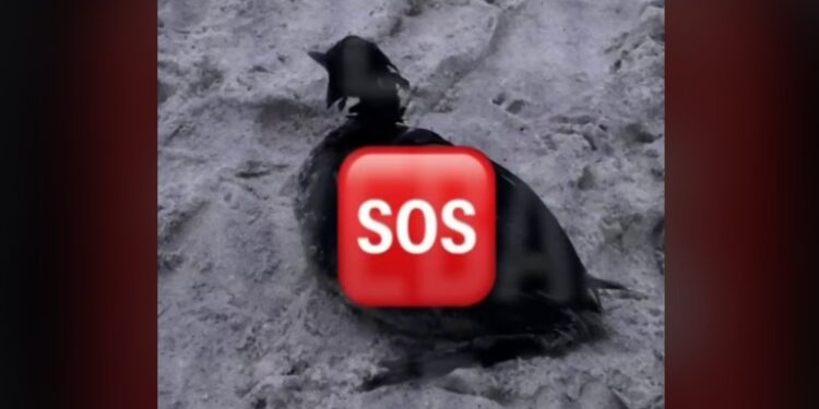 В Одесі на морському березі виявили плями чи то нафти, чи то олії, море викидає ще живих птахів (ВІДЕО)