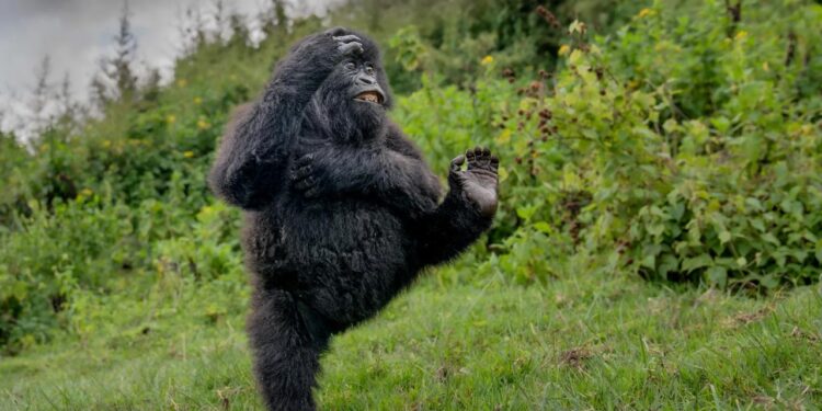 Смішна дика природа – фотоконкурс назвав переможця, але й глядачам щось перепаде (ФОТО)