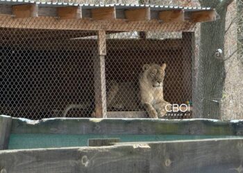 У Кривому Розі із звіринця втекли коні і левиця (ФОТО)