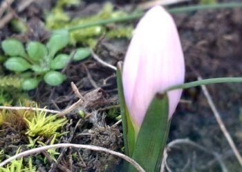 На Одещині раніше звичайних строків зацвіла брандушка – в НПП «Тузлівські лимани» (ФОТО)