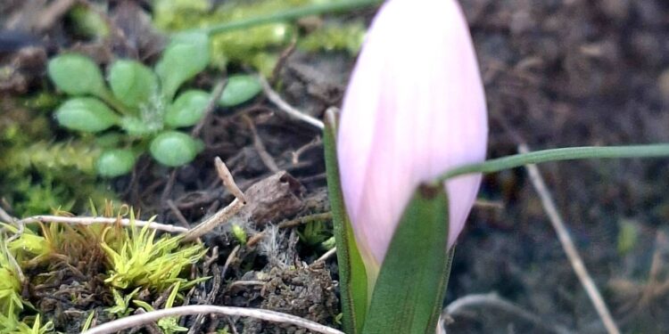 На Одещині раніше звичайних строків зацвіла брандушка – в НПП «Тузлівські лимани» (ФОТО)