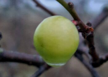 Наочна ознака змін клімату – в Нацпарку на Одещині алича дала плоди (ФОТО)