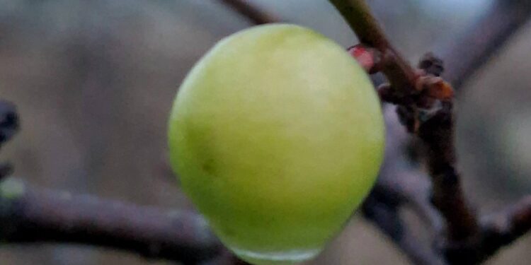 Наочна ознака змін клімату – в Нацпарку на Одещині алича дала плоди (ФОТО)