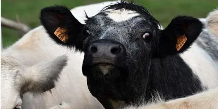 Через глобальне потепління Європою шириться вірус, відомий як “синій язик” (ФОТО)