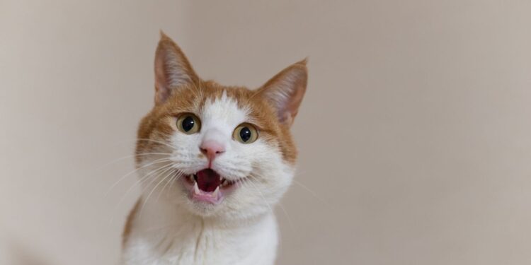 Вони намагалися до нас достукатися – вчені встановили, що кішки навчилися різноманітно нявкати заради людей