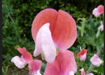 Які квіти треба сіяти на розсаду вже зараз (ФОТО)