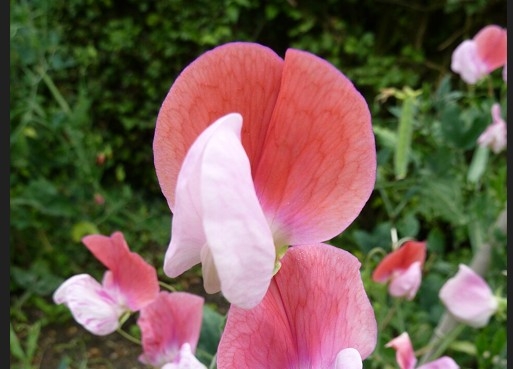 Які квіти треба сіяти на розсаду вже зараз (ФОТО)