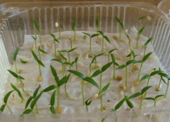 Зима зимою, а весну ніхто не відміняв – як замочувати насіння в бурштиновій кислоті