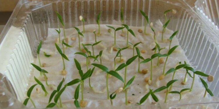 Зима зимою, а весну ніхто не відміняв – як замочувати насіння в бурштиновій кислоті