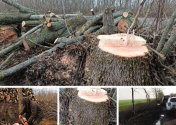 На Миколаївщині вздовж дороги «Миколаївка – Петропавлівка» хтось зрубав 99 ясенів (ФОТО)