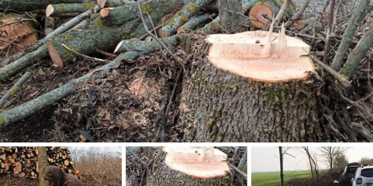 На Миколаївщині вздовж дороги «Миколаївка – Петропавлівка» хтось зрубав 99 ясенів (ФОТО)