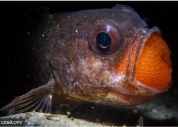 Антистрес. Найяскравіші кадри дикої природи у 2025 році (ФОТО)