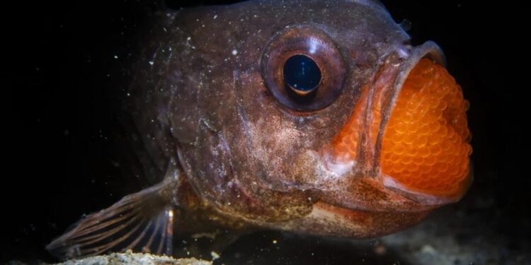 Антистрес. Найяскравіші кадри дикої природи у 2025 році (ФОТО)