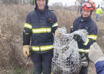 У Чехії втік кенгуру, якого родина придбала дітям на Різдво. Рятувальники зловили його з другої спроби