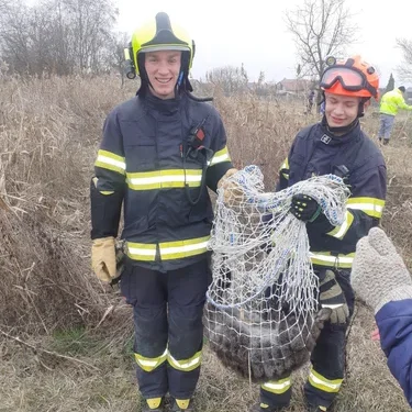 У Чехії втік кенгуру, якого родина придбала дітям на Різдво. Рятувальники зловили його з другої спроби