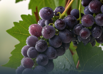 Чи зазвучить Очаківське, як Бургундське? З Нового року діятиме новий закон про вина