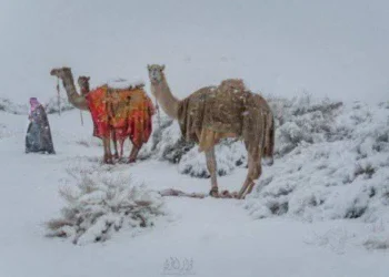 У Саудівській Аравії випав сніг: замело пустелю, верблюди в снігу (ФОТО, ВІДЕО)