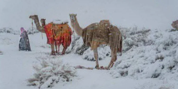 У Саудівській Аравії випав сніг: замело пустелю, верблюди в снігу (ФОТО, ВІДЕО)