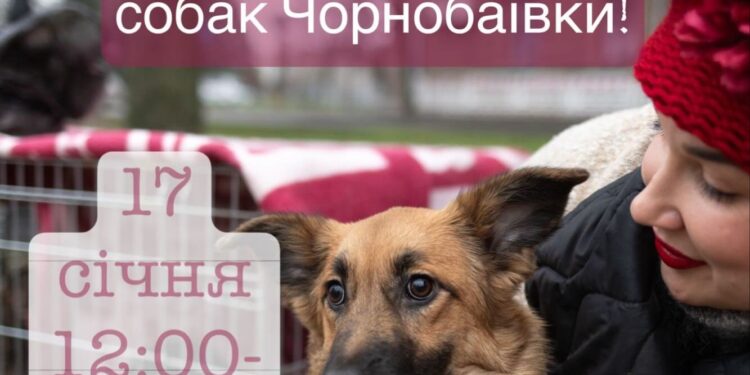 У Миколаєві відбудеться виставка-прилаштування собак з Чорнобаївки (ФОТО)