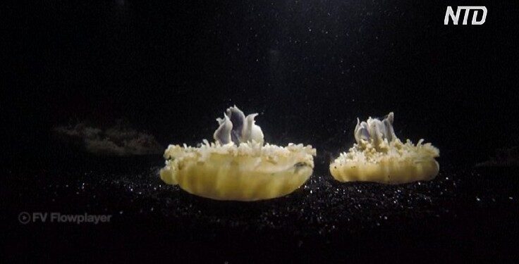 Медузи сплять подібно до людей, попри відсутність мозку, – науковці