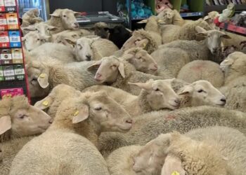 Мисливці за вигідними пропозиціями: 50 овець відвідали німецький супермаркет (ВІДЕО)