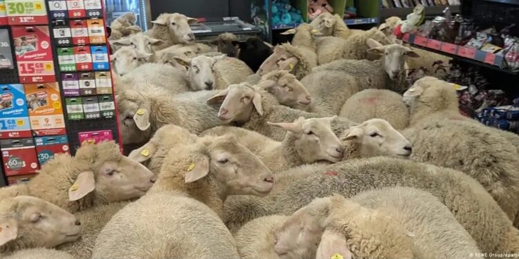 Мисливці за вигідними пропозиціями: 50 овець відвідали німецький супермаркет (ВІДЕО)
