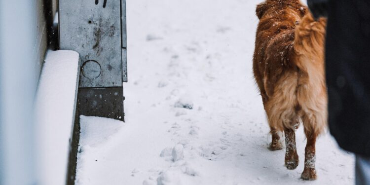 Гельсінкі вивчає вплив дорожньої солі на лапи собак