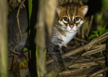 Хороша новина. У Таїланді зафільмували суматранського кота – їх вважали вимерлими (ВІДЕО)