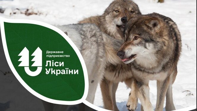 На півдні України рекордно збільшилася кількість хижаків – дозволений відстріл вовків, шакалів та лисиць