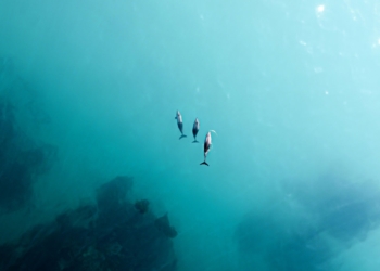 Біля берегів Італії відкриється перший у Європі заповідник для дельфінів, які брали участь у шоу